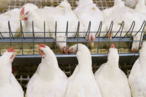 Nuevo sistema de alimentación de cadena para granja de pollos de engorde - Product Image 5