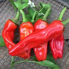 300 semi biologici di qualità del raccolto rosso naturale turco semi di peperoncino Hobby giardino