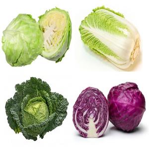 COMPRE Verduras crucíferas Repollo fresco para uso culinario e industrial a precios a granel - Product Image 1