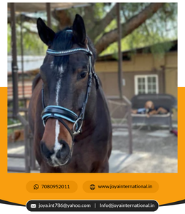 Bride à mors anatomique personnalisée en cuir roulé noir avec rembourrage bleu pour produits de dressage de chevaux - Product Image 2