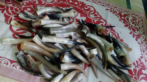 100% naturel Viking nautique sculpté corne à boire écologique décoration de la maison fabriqué à la main corne de vache pas cher le plus exigeant - Product Image 5