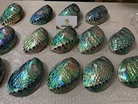 Coquille d'ormeau naturelle sélectionnée à la main du Vietnam, idéale pour l'art créatif, les bijoux en résine et les objets décoratifs.