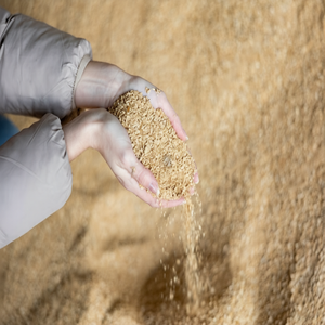 High Protein Non-GMO <b>Soybeans</b> Bulk | Premium Natural Soya Beans for Tempeh & Miso - Product Image 4