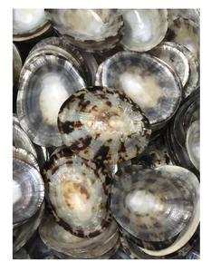 Vente en gros de coquillages à patelle Prix bon marché Coquille à patelle polie de haute qualité Prix raisonnable - Product Image 6