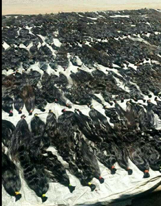 Mèches de cheveux indiens vierges Remy pour toupets, 8-36 pouces, texture lisse ou ondulée, écologiques, légères, douces, cheveux humains bruts - Product Image 3