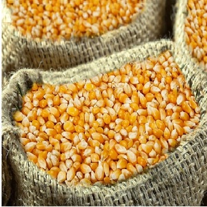 ข้าวโพดเหลืองอบแห้งแบบออร์แกนิกสำหรับบริโภคและอาหารสัตว์ มีจำหน่าย - Product Image 6