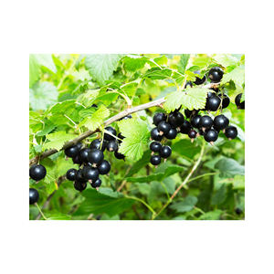 Grosella negra a granel lista para exportación a la industria alimentaria y nutracéutica - Product Image 1