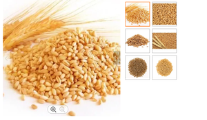 Trigo rojo duro orgánico de invierno, fresco y limpio suministro a granel, trigo duro natural, estilo seco para alimentos - Product Image 3