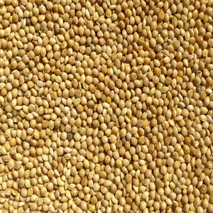 GRAINES DE MILLET DORÉ/QUALITÉ ALIMENTAIRE PROPRE/SANS CONSERVATEURS/HAUTE QUALITÉ - Product Image 1