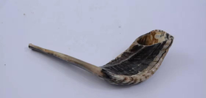 Cuerno de carnero natural de primera calidad Shofar Kosher y pulido Hecho EN LA India para fines religiosos y de soplado - Product Image 3