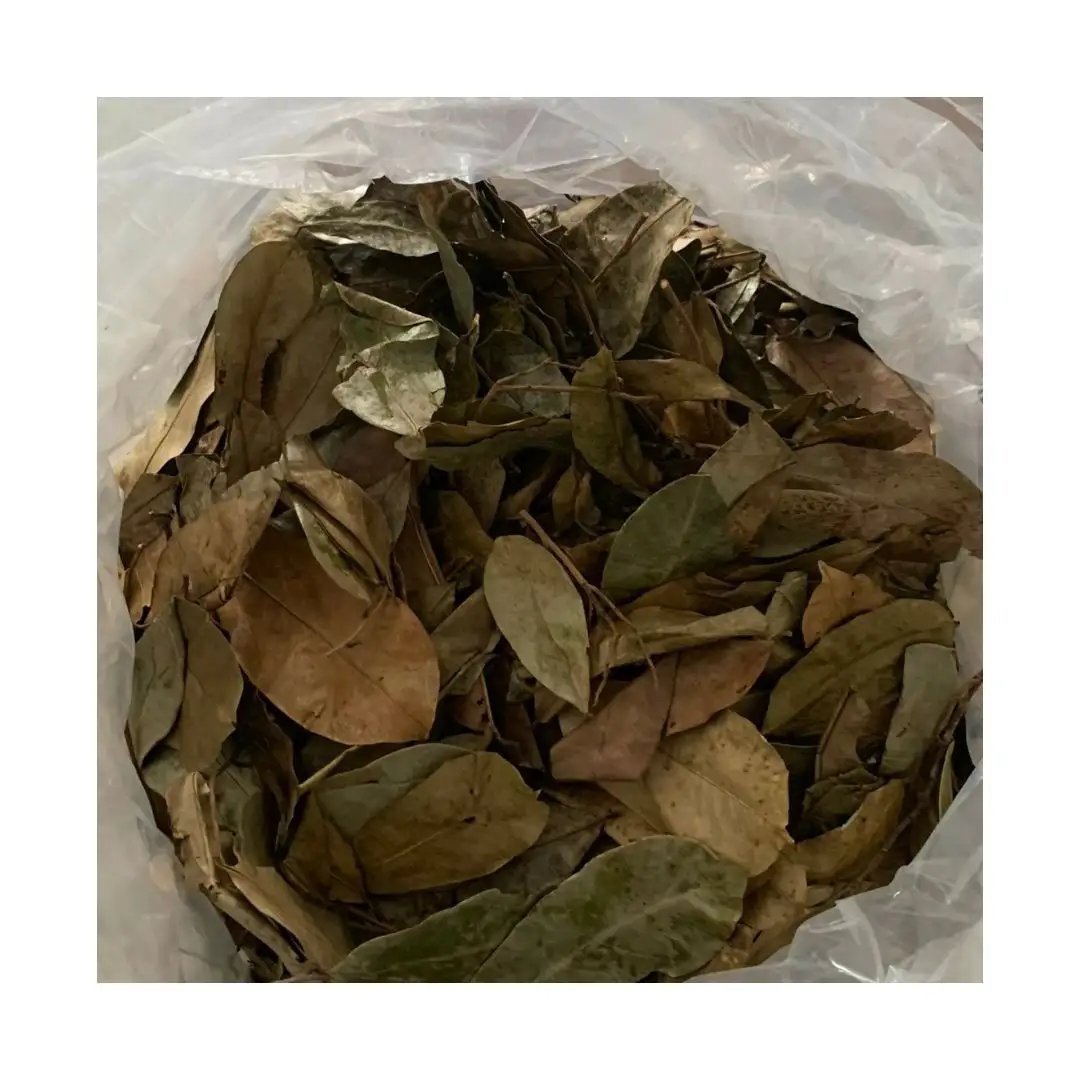 Beste Qualität 100 % ökologisch getrocknete Soursop-Blätter aus Vietnam mit dem besten Preis