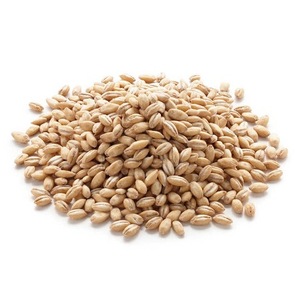 Nueva cosecha al por mayor Job's Tear Organic Protein Rich Malt Barley - Product Image 2