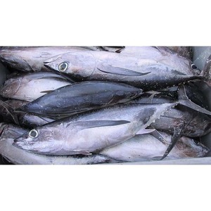 Atún congelado con alto contenido en proteínas, capturado en el océano y procesado según los estándares de la UE - Product Image 4