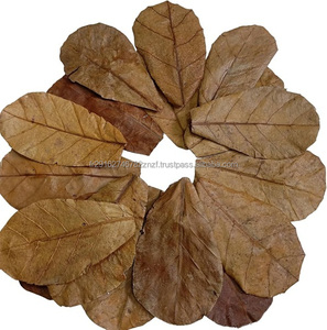 Hojas de Almendro Indio Silvestre (Terminilia Catappa) de Atlantic Beach, 32 Hojas, Grado Alimenticio, para Té - Product Image 3