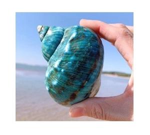 Natural Turbo Seashell Premium Decorative Marine <b>Ornament</b> for Interior Design and Export Wholesale - Product Image 1