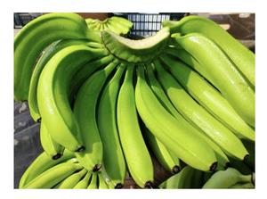 BANANAS CAVENDISH VERDES DE ALTA CALIDAD CON BUEN PRECIO DE MERCADO DESDE AL POR MAYOR 99GD VIETNAM - Product Image 6