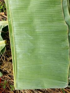 ใบตองสดพรีเมียม จำนวนมาก ใบใหญ่ สีเขียว คุณภาพพรีเมียม สำหรับการปรุงอาหารแบบดั้งเดิม ห่ออาหาร ใบตองสดธรรมชาติ สำหรับส่งออก - Product Image 4