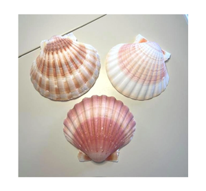 Venta al por mayor de vieiras de mar congeladas con alta frescura envasadas a granel para compradores internacionales de mariscos - Product Image 1