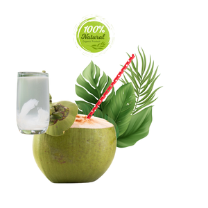 Hidratación de coco fresco vietnamita de los trópicos Producto agrícola Premium - Product Image 6