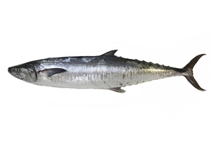 Tropas romanas, el mejor pescado vidente indio, mariscos congelados con 24 meses de vida útil - Product Image 5