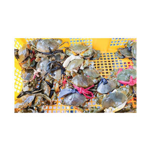 Frozen Crab Meat Steaks Fresh Mud Crab Food <b>Seafood</b> Snacks Item Box Packaging Food and Beverage Kind - Product Image 5