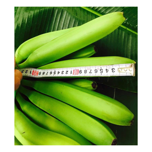 Banane verte fraîche de Cavendish pour l'exportation-banane fraîche du Vietnam-premier fournisseur de fruits et légumes frais - Product Image 4