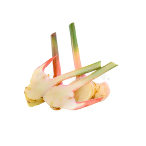 OFERTA CALIENTE AL POR MAYOR GALANGAL RECHAZADO CONGELADO PARA INDUSTRIA ALIMENTARIA Y EXPORTACION - Product Image 4