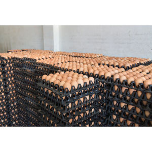 Œufs de poule frais de qualité supérieure, 30 douzaines, réfrigérés, vente en gros, longue durée de conservation, marque OEM - Product Image 2
