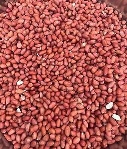 Cáscaras de Cacahuete Crudas Frescas Orgánicas para Producción, Empaque a Granel desde Austria - Product Image 3