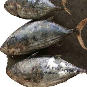 Atún Skipjack Entero Orgánico de Grado Alimenticio Bajo en Sal, 10 kg por Caja, 27 Toneladas, Congelado en 15 Días, Procesado por Congelación (FD), Empaquetado en Bolsa Redonda en Caja - Product Image 3