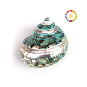 Produit naturel de haute qualité à coque turbo verte tropicale pour la décoration écologique de style domestique et la revente en grande quantité - Product Image 1