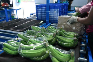 Plátano Cavendish Fresco de Vietnam - Plátano Verde Premium Marca Pham Gia 6 Meses de Duración Proveedor Mayorista - Product Image 4