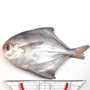 Poisson Pomfret blanc France à vendre en vrac IQF poisson Pomfret en <span class=keywords><strong>argent</strong></span> chinois congelé 300-400gr - Product Image 2