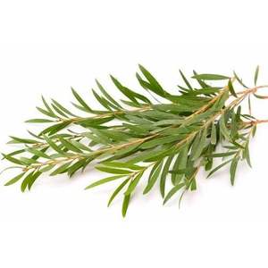 Huile essentielle de gingembre 100% pure et biologique 120ml, huile d'arbre à thé avec des ingrédients à base de fleurs d'eucalyptus pour la peau, en boîte - Product Image 2