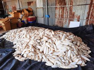 Wholesale <b>Bleached</b> Dried Cuttlefish Bone 5-20cm for Pets - Product Image 2