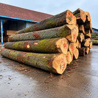Bûches de chêne blanc européen |   Bois dur durable pour la construction et les revêtements de sol