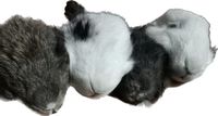 Crânes de lapin naturels Nefertiti, têtes d'animaux réelles, peau brute, forme naturelle, 10 cm, 100 g, décoration