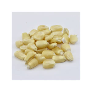 ข้าวโพดสีขาวส่งออกทั่วโลก - Product Image 3