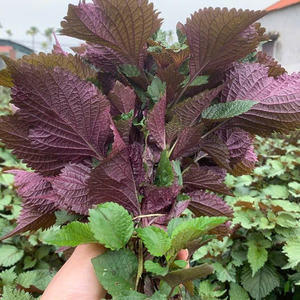 Perilla vietnamita cultivada de manera sostenible: su fuente de hierbas limpias - Product Image 2