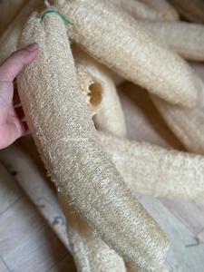 ใยบวบธรรมชาติ 20-40 ซม. ผลิตจากฟาร์มในเวียดนาม ออร์แกนิค ใยบวบทั้งชิ้น ขนาดเต็ม ไม่มีสารเคมี สำหรับอาบน้ำและใช้ในครัว ใยบวบเวียดนาม - Product Image 5