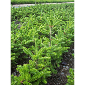 Sapin de Fraser fraîchement coupé, arbre de pin aromatique, parfait pour la décoration intérieure et extérieure des fêtes - Product Image 4