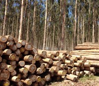 Prix d'usine en gros, bûches rondes en bois dur d'eucalyptus naturel, exportation de bûches en bois d'eucalyptus et prix