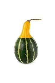 50 Seeds Rare Japanese Yellow Green Ornamental Pumpkin Seeds With Potted Soil Gift