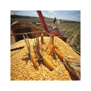 ข้าวโพดสีเหลือง/ข้าวโพดเลี้ยงสัตว์/ข้าวโพดสีเหลืองสำหรับอาหารสัตว์ปีก - Product Image 3
