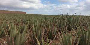 Alta calidad española 20 litros procesado en frío 99% puro Gel de Aloe Vera para el cuidado de la piel - Product Image 3