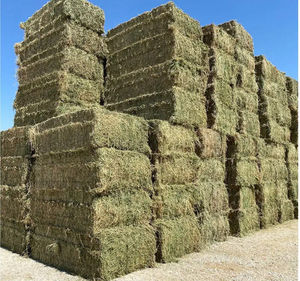 Heno de Alfalfa en Pacas de Buena Calidad, 18-20 Por Ciento de Proteína, para Ganado Vacuno y Operaciones de Engorde, Compra al Por Mayor Disponible - Product Image 5
