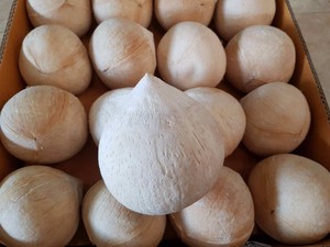 Coco Entero Pulido de Vietnam - Materia Prima Seleccionada, Suministro Estable para Importadores - Product Image 2
