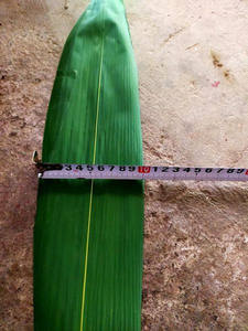 ห่อใบไผ่ใบไม้สีเขียวสำหรับทำอาหารวัตถุดิบดิบๆ - Product Image 5