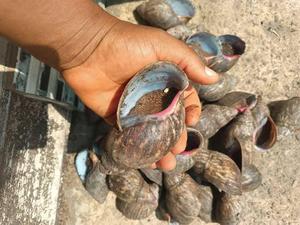 Caracoles Gigantes Africanos Secos a Granel, 100% Naturales, Picantes, Altos en Proteínas, Calidad de Exportación para Niños y Adultos - Product Image 2