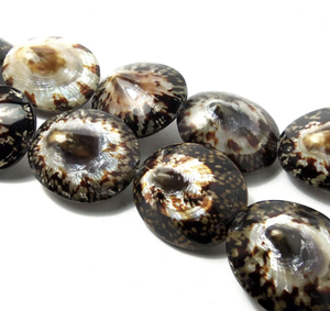 Limpet Shell para coleccionistas de artesanía, diseñadores de regalos marinos, decoración de interiores de resorts y artículos de exhibición costera - Product Image 3